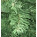 Ель Royal Christmas Dakota 85120 (120 см) в СПб, Санкт-Петербурге купить