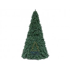 Ель высотная Royal Christmas Giant Trees (580 см)