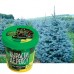 Набор для выращивания растений Вырасти Дерево! Ель канадская голубая zk-048 (3) в СПб, Санкт-Петербурге купить